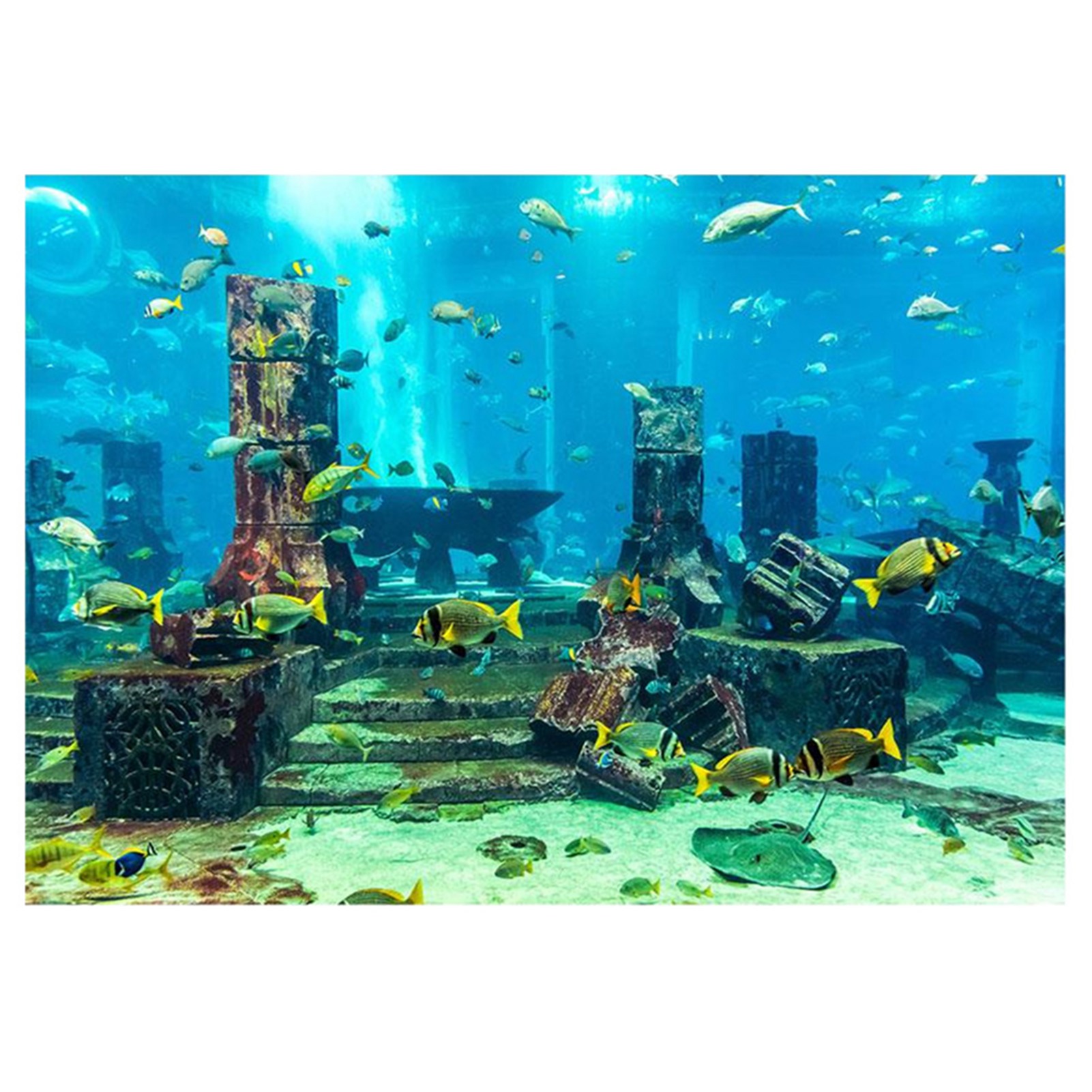 ZK20 Coral Aquarium Background - Aquarium Fish Poster ulasan dan harga