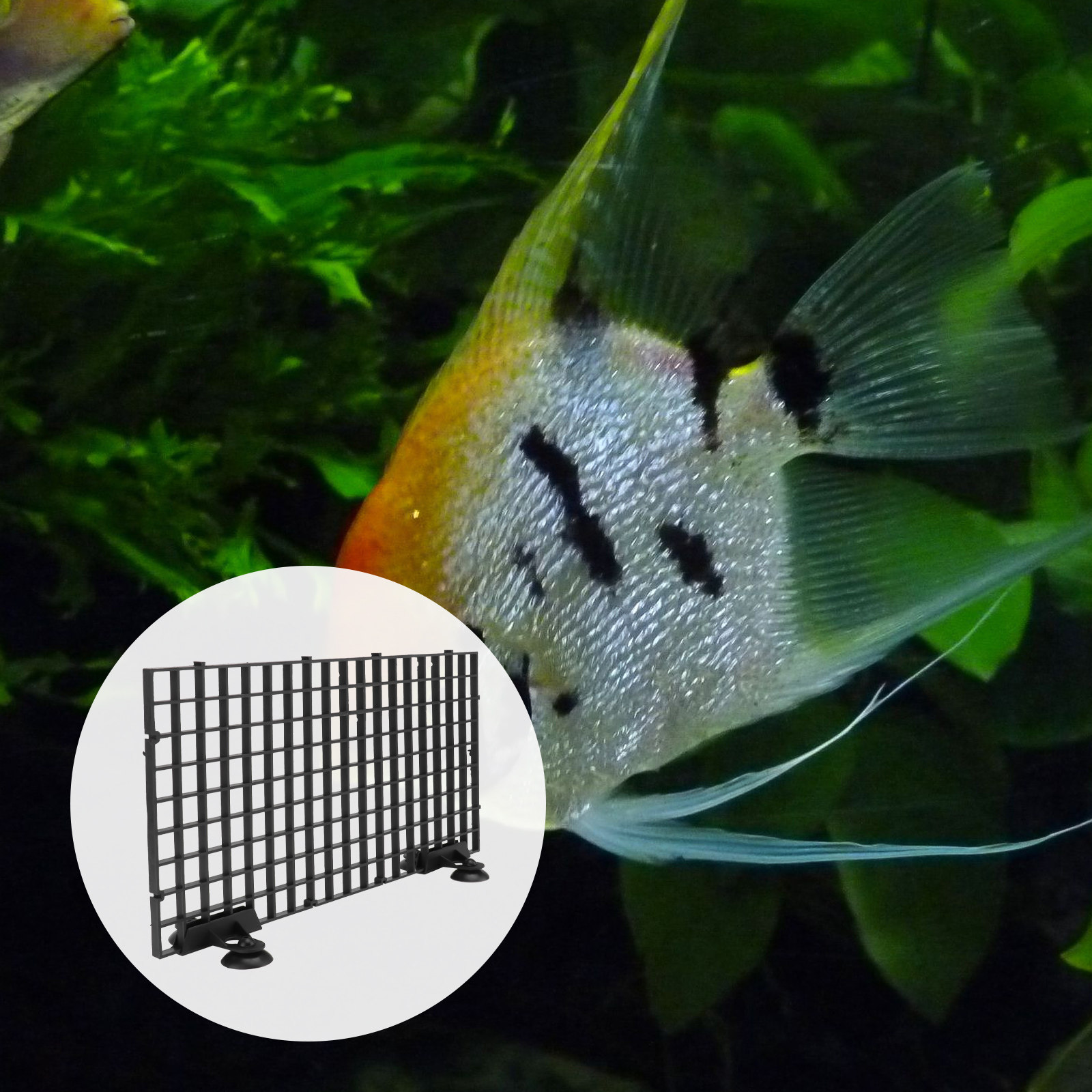 Fish Breeder Net Big Size Blac - Aquarium Fish Big Size ulasan dan harga