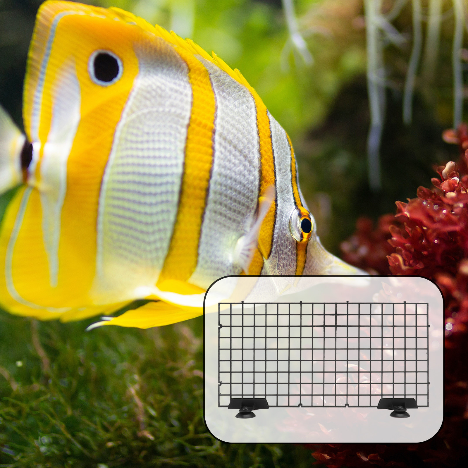 Fish Breeder Net Big Size Blac - Aquarium Fish Big Size ulasan dan harga
