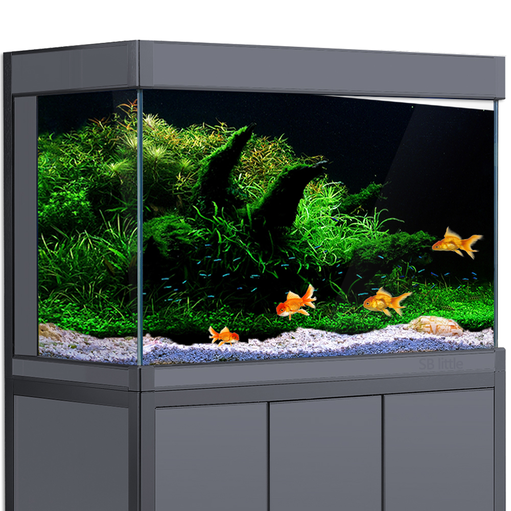 Aquarium Background Fish Tank  - Aquarium Fish Poster ulasan dan harga