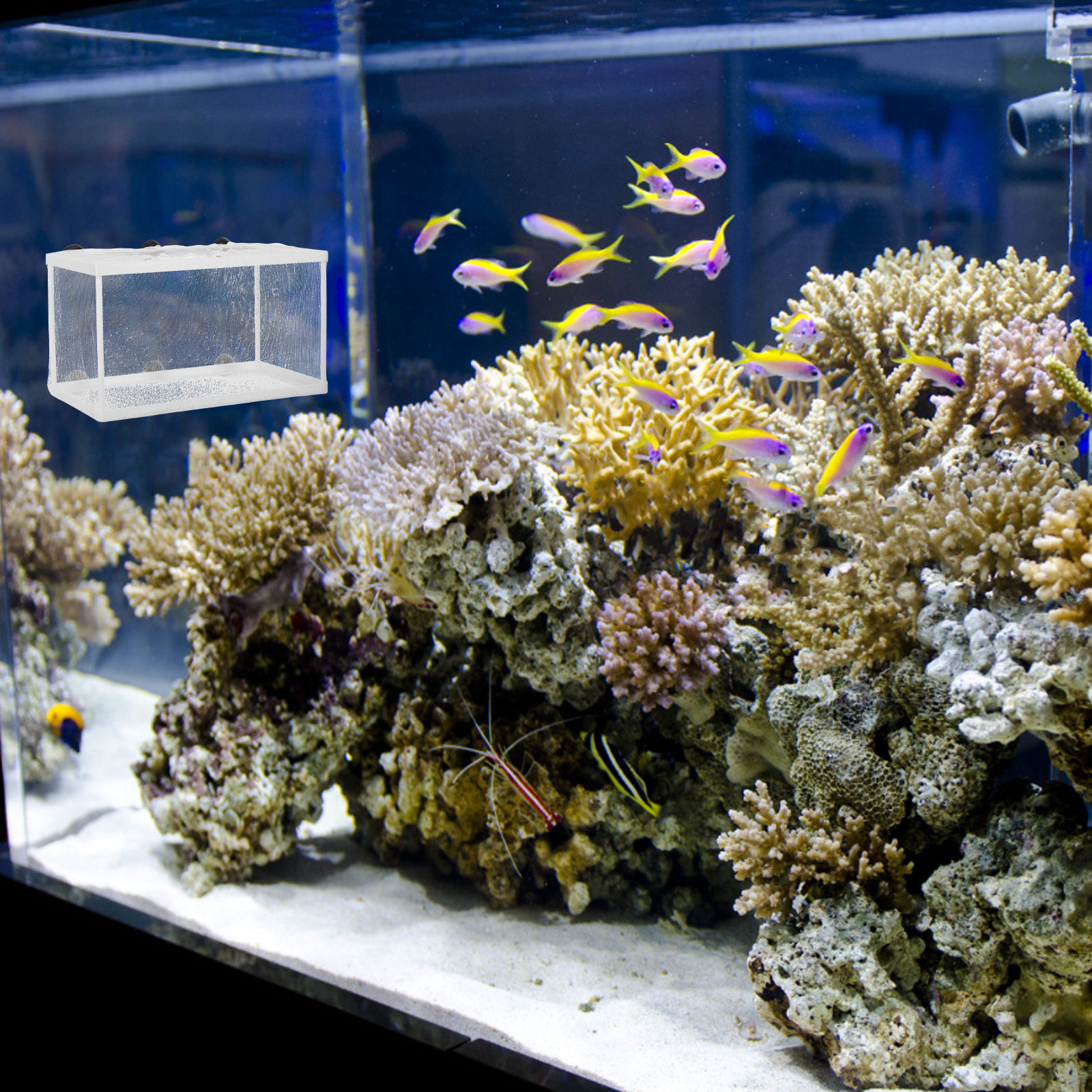 Aquarium Fish Net Hatchery Box - Aquarium Fish Net Big Size ulasan dan harga